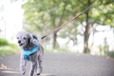 散歩するシニアのトイプードル
