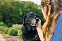 犬が『認知症』になったときにみせるサイン5選　どんな症状が現れるの？治療法まで解説