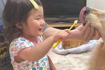 生まれた瞬間から『大型犬』と一緒に過ごした女の子→2歳になると…あまりにも尊い『立場が逆転した光景』が12万再生「幸せ家族」「癒される」