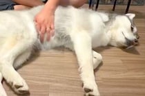 『撫でる場所が違う』と主張するハスキー犬→なぜか飼い主の手を…まさかの『賢すぎる光景』に4万いいね「頭が良すぎる」「偉そうで可愛いｗ」