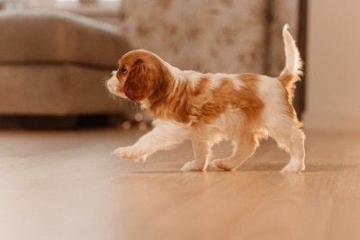 部屋の中を歩く犬