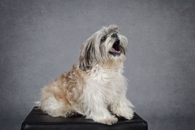 吠える子犬