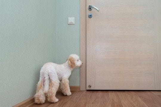 犬が飼い主のことを『トイレ前で待つ』心理5選 毎回ついてくるときの注意点まで解説
