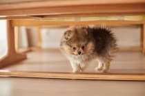 犬が『狭い場所』を好む理由4つ　ソファや家具の下から出てこないときの適切な対応まで