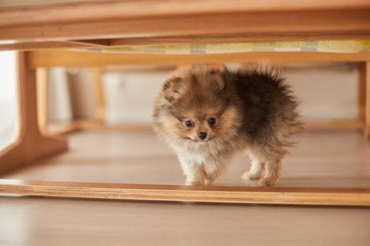 犬が『狭い場所』を好む理由4つ ソファや家具の下から出てこないときの適切な対応まで