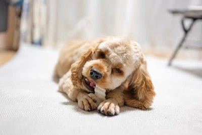 ガムを噛む犬