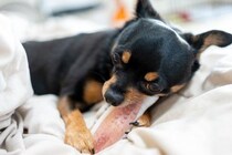 犬が『独り占め』したがるモノとは？取られたくないときにみせる行動や独占欲が強すぎる場合の注意点まで