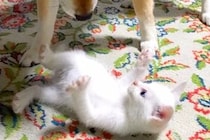 『夜中に発見した保護子猫』を本当の子供のように育てた犬→9年後、できないことが増えて…涙腺崩壊する光景が26万再生「泣いた」「本当に尊い」