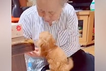 家にきて6日目の赤ちゃん犬→おばあちゃんに『あそぼ！』と甘えて…本当の孫のような『尊い光景』が34万再生「反則なコンビ」「微笑ましい」