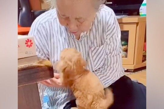 家にきて6日目の赤ちゃん犬→おばあちゃんに『あそぼ!』と甘えて…本当の孫のような『尊い光景』が34万再生「反則なコンビ」「微笑ましい」