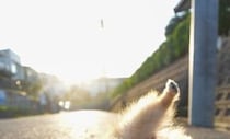 朝日が綺麗だったので『犬を撮影してみた』結果→まさかの体勢になって…思いがけない『奇跡の一枚』に1万いいね「ブレイクダンスｗ」「AIかと」