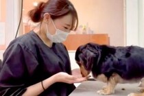 トリマーのお姉さんと仲良しな犬→心を許しすぎてしまい、カット中に…まさかの『ガチ寝』が196万再生「もはや家で草」「人間みたいｗｗ」
