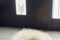 『気温が高くなると、玄関に…』→まるで妖怪？小型犬と思えない『モッフモフ過ぎる光景』に反響「めちゃゴージャスで草」「おなかひやしの季節」