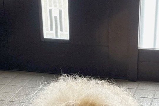 『気温が高くなると、玄関に…』→まるで妖怪?小型犬と思えない『モッフモフ過ぎる光景』に反響「めちゃゴージャスで草」「おなかひやしの季節」