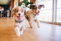 犬が『急にダッシュする』心理4つ　部屋の中で大興奮してしまう理由や落ち着かせる方法まで