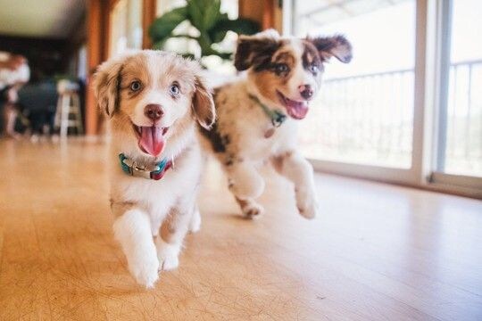 犬が『急にダッシュする』心理4つ 部屋の中で大興奮してしまう理由や落ち着かせる方法まで