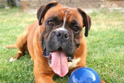 青いボールで遊ぶ犬