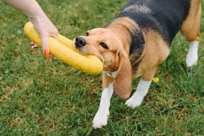 黄色のおもちゃで遊ぶ犬