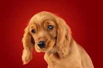 犬が苦手だと思う『色』5選　人間との見え方の違いや愛犬の興味を惹くカラーまで