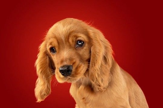 犬が苦手だと思う『色』5選 人間との見え方の違いや愛犬の興味を惹くカラーまで
