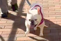 散歩中、リードを持つ人が『飼い主じゃない』と気付いた犬→思わず二度見して…露骨すぎる『態度』が61万再生「お前誰って目が好き」「顔ｗｗ」