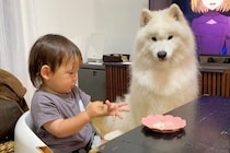 赤ちゃんが『うどん』を大型犬に食べさせようとした結果→量が少なすぎて…人間のような『反抗的な態度』22万再生「可愛いｗ」「ほっこりした」