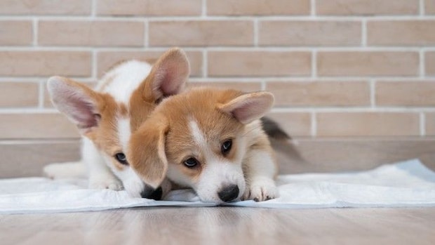 犬が『トイレに座って動かない』心理5選 主な理由や止めさせるための適切なしつけ方法まで
