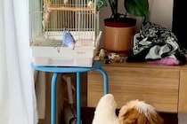 『犬とインコ』が仲良くなれるか見守っていたら…あまりにも平和な『ご対面の光景』が尊すぎると絶賛「おしりたまらん」「なんて優しい世界」