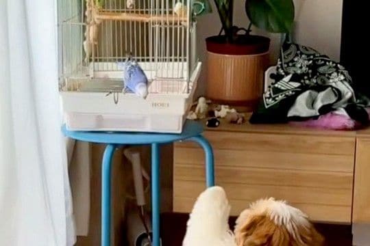 『犬とインコ』が仲良くなれるか見守っていたら…あまりにも平和な『ご対面の光景』が尊すぎると絶賛「おしりたまらん」「なんて優しい世界」