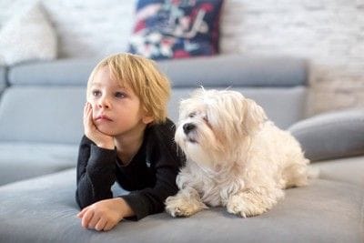 子供と白い犬