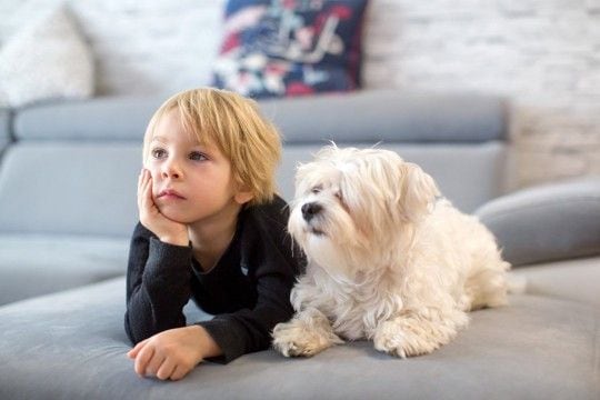 犬がしがちな『人間みたいな行動』4つ 自分のことを人だと思っている?注意点まで解説