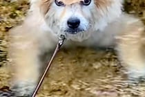 モフモフの犬が川で潜った結果→顔をあげたら、頭が…思わず二度見する『ワイルドすぎる光景』に爆笑「凛々しい顔」「カツラみたいで面白いｗ」
