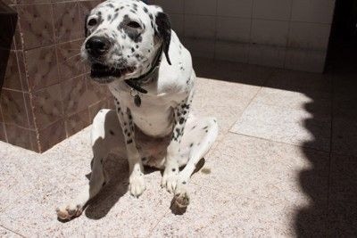 へたり込んでいる犬