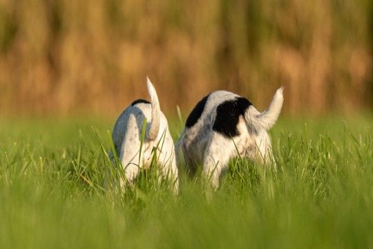 犬の『お尻』からわかる心理とは？不調のサインや見逃してはいけない異変まで