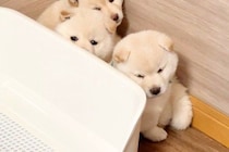 掃除機をかけたら『生後40日目の子犬たち』が怖がって…部屋のすみっこで見せた『とんでもなく尊い光景』が22万再生「超可愛い」「たまらん」