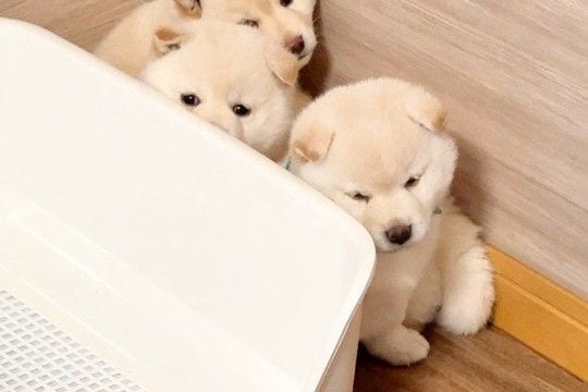 掃除機をかけたら『生後40日目の子犬たち』が怖がって…部屋のすみっこで見せた『とんでもなく尊い光景』が22万再生「超可愛い」「たまらん」