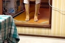 『小さな段差が怖い』と文句を言う犬→『おいで』と呼んでみても…あまりにも『赤ちゃんすぎる光景』に反響「ビッグベイビー」「足長いのにｗ」