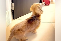 17歳のおばあちゃん犬が『部屋に飼い主がいる』と勘違い→ふとカメラで撮影したら…尊すぎる『気付いた瞬間』に反響「愛おしい」「文句がｗ」