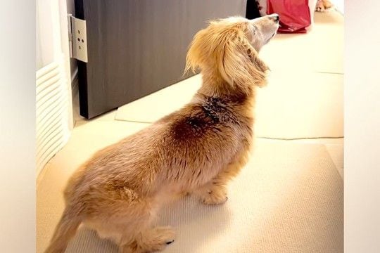 17歳のおばあちゃん犬が『部屋に飼い主がいる』と勘違い→ふとカメラで撮影したら…尊すぎる『気付いた瞬間』に反響「愛おしい」「文句がw」