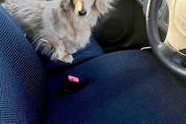 ふと『車の助手席にいた犬』見てみた結果→なぜか頭が…完全に想定外な光景が48万再生「スーパーサイヤ人で草」「飛んじゃいそうｗｗ」と爆笑