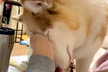 夜中、スマホを見れないほどの体調不良に→大型犬が近づいてきて…心配しているような『愛おしい光景』に5万いいね「優しくて尊い」「可愛すぎ」