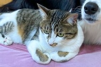 寝ている犬のベッドに、突然やってきた猫→思わずびっくりしてしまって…まるで『アニメのような表情』に5万いいね「顔好きｗｗ」「困惑可愛い」