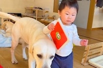 朝、1歳の女の子が『大型犬に押されて転んだ』結果→『泣き出すかな』と思いきや…尊すぎる光景が23万再生「ニコニコになるｗ」「仲直り上手」