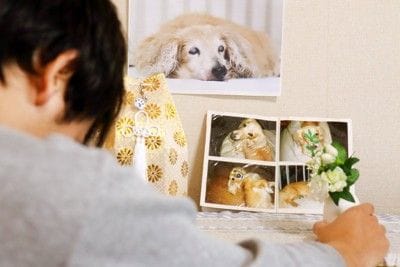 死亡した愛犬の遺骨