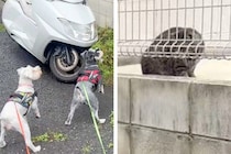 野良猫を発見した2匹の犬→みんな驚きを隠せない様子で…思わず笑う『シュールな光景』に爆笑「シンクロ率100パーセント」「静止画かとｗ」