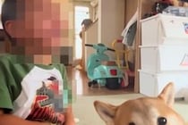 小さな男の子が『犬とベッドの取り合いをした』結果→負けて号泣してしまい…人間のような『気まずそうな表情』に爆笑「チラ見で草」「目がｗｗ」
