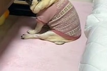 夜『寝るよー』と電気を消し、寝室に向かった結果→置いて行かれた犬が…まさかの『拗ね方』が267万再生「こっち見ないの草」「本気拗ねｗｗ」
