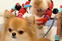 歩くことができない『おじいちゃん犬』→車椅子を使うと、4匹の犬たちが…『愛しかない光景』に涙腺崩壊「なんて優しい家族」「ずっと一緒だね」