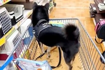 ホームセンターでお買い物を楽しむ犬→併設されている『病院の前』を通った結果…想像を超えるリアクションに反響「覚えてるｗ」「トラウマがｗ」