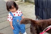 小さな女の子を連れて『お散歩』をする甲斐犬→『守らなきゃ』と本能が働き…まさかの『SPのような警護』が31万再生「頼もしい」「尊い…」